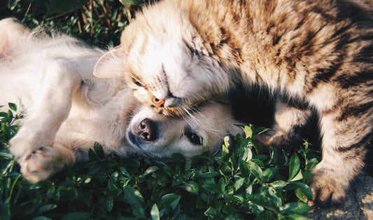 7 Natural Must Have's for Pet Owners