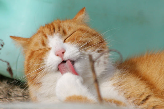 'Cats Love Milk and Fish' – Myth or Truth?