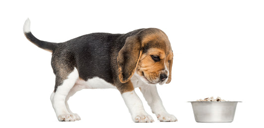 Why is my dog becoming a picky eater
