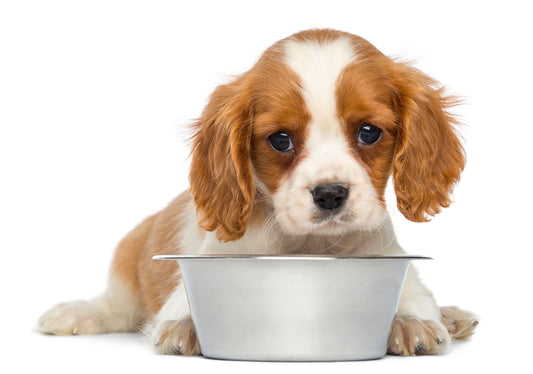 How to deal with picky eater dog