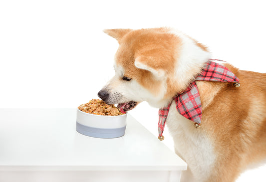 Best dog food for picky eaters